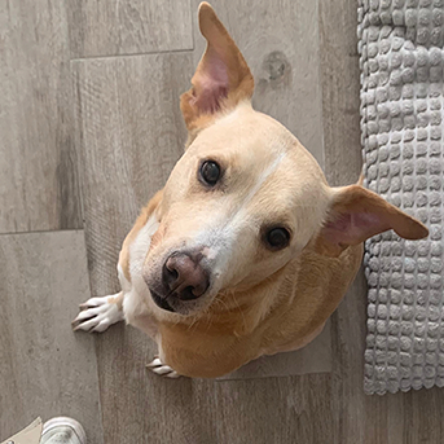 Perrito criollo color café sentado.jpg